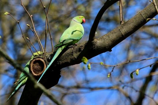 Halsbandsittich Schlosspark Biebrich 2017