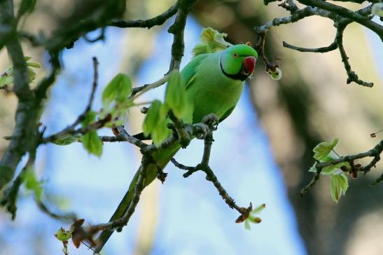 Halsbandsittich Schlosspark Biebrich 2017