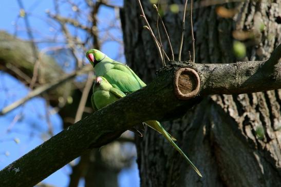 Halsbandsittich Paarung Schlosspark Biebrich 2017