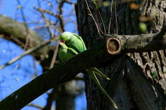 Halsbandsittich Paarung Schlosspark Biebrich 2017