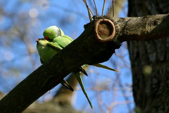 Halsbandsittich Paarung Schlosspark Biebrich 2017