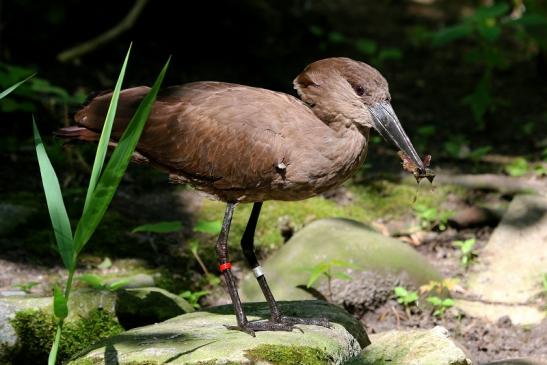 Hammerkopf Zoo Frankfurt am Main 2017 VB