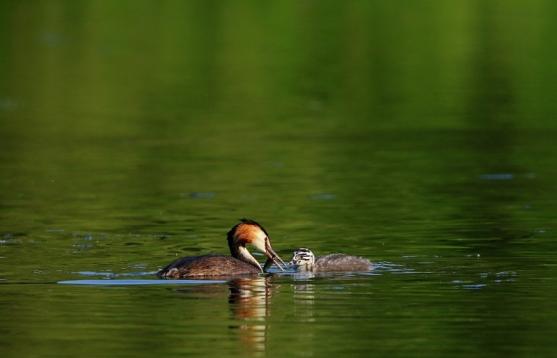 Haubentaucher - Podiceps cristatus NSG See am Goldberg Heusenstamm 2016