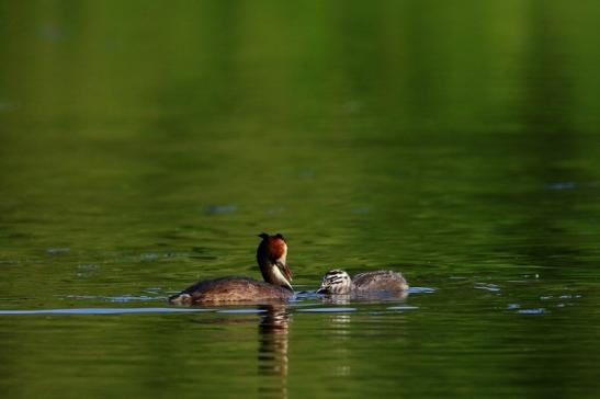 Haubentaucher - Podiceps cristatus NSG See am Goldberg Heusenstamm 2016