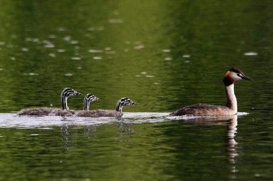 Haubentaucher - Podiceps cristatus NSG See am Goldberg Heusenstamm 2016