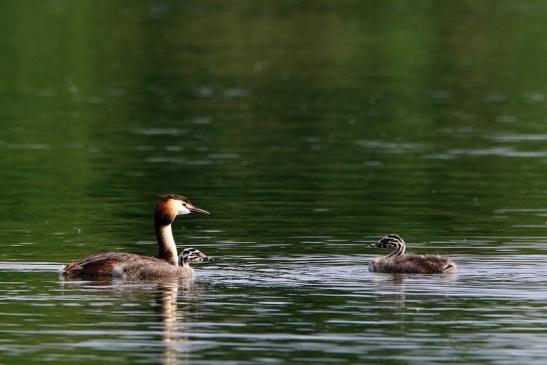 Haubentaucher - Podiceps cristatus NSG See am Goldberg Heusenstamm 2016