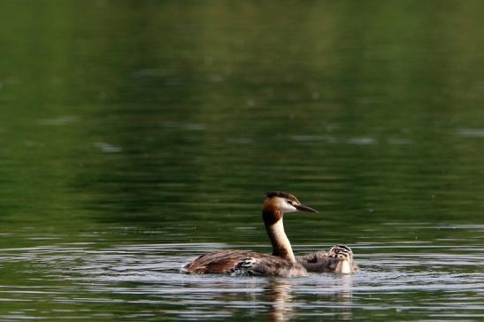 Haubentaucher - Podiceps cristatus NSG See am Goldberg Heusenstamm 2016