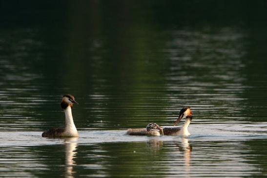 Haubentaucher - Podiceps cristatus NSG See am Goldberg Heusenstamm 2016