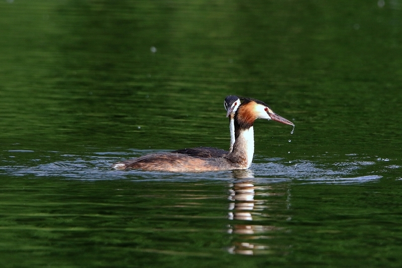 Haubentaucher - Podiceps cristatus NSG See am Goldberg Heusenstamm 2016