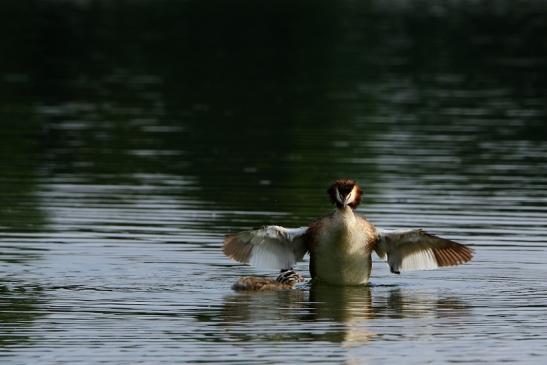 Haubentaucher - Podiceps cristatus NSG See am Goldberg Heusenstamm 2016