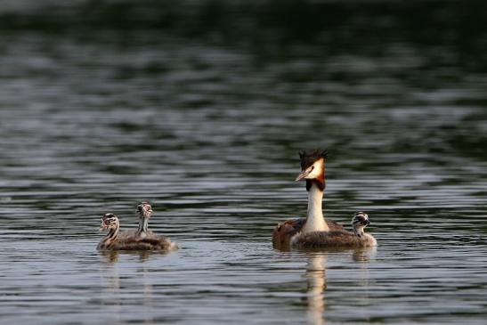 Haubentaucher - Podiceps cristatus NSG See am Goldberg Heusenstamm 2016