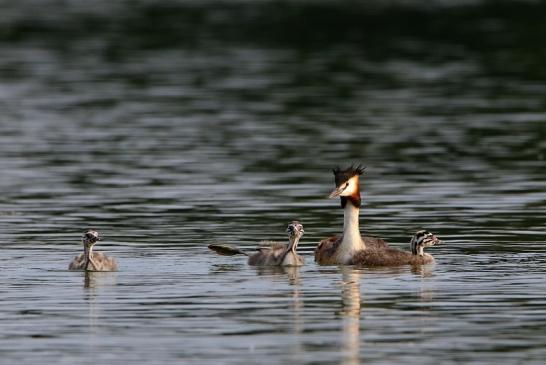 Haubentaucher - Podiceps cristatus NSG See am Goldberg Heusenstamm 2016