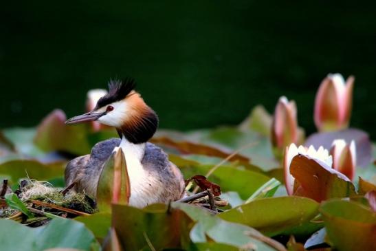 Haubentaucher - Podiceps cristatus NSG See am Goldberg Heusenstamm 2016