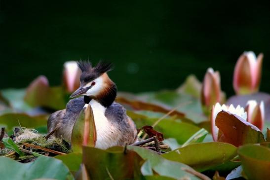 Haubentaucher - Podiceps cristatus NSG See am Goldberg Heusenstamm 2016