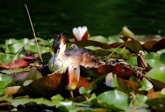 Haubentaucher - Podiceps cristatus NSG See am Goldberg Heusenstamm 2016