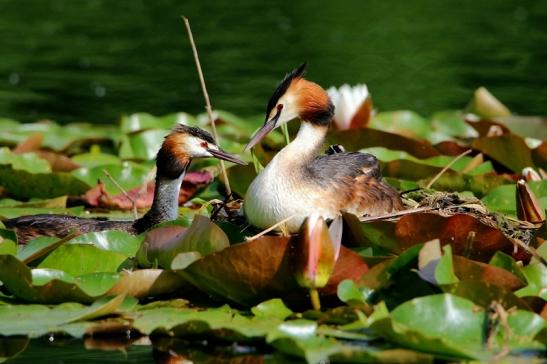 Haubentaucher - Podiceps cristatus NSG See am Goldberg Heusenstamm 2016