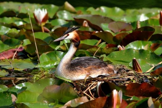 Haubentaucher - Podiceps cristatus NSG See am Goldberg Heusenstamm 2016