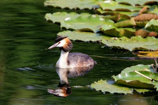 Haubentaucher - Podiceps cristatus NSG See am Goldberg Heusenstamm 2016