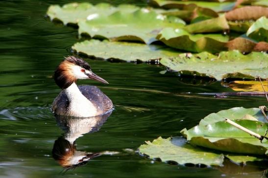 Haubentaucher - Podiceps cristatus NSG See am Goldberg Heusenstamm 2016