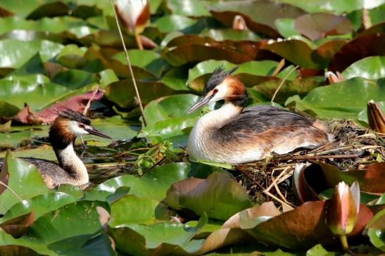 Haubentaucher - Podiceps cristatus NSG See am Goldberg Heusenstamm 2016