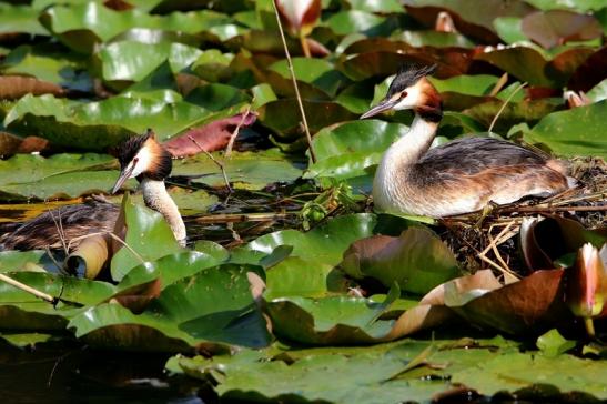 Haubentaucher - Podiceps cristatus NSG See am Goldberg Heusenstamm 2016