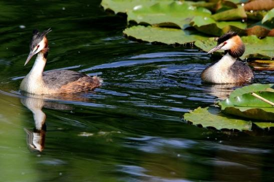 Haubentaucher - Podiceps cristatus NSG See am Goldberg Heusenstamm 2016