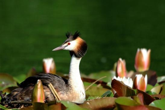 Haubentaucher - Podiceps cristatus NSG See am Goldberg Heusenstamm 2016