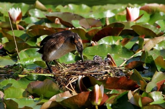 Haubentaucher - Podiceps cristatus NSG See am Goldberg Heusenstamm 2016