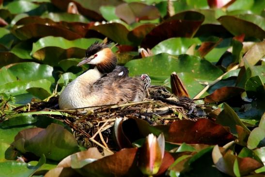 Haubentaucher - Podiceps cristatus NSG See am Goldberg Heusenstamm 2016