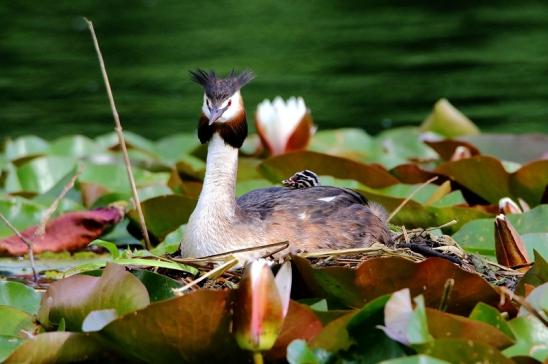 Haubentaucher - Podiceps cristatus NSG See am Goldberg Heusenstamm 2016