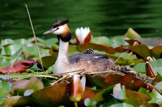 Haubentaucher - Podiceps cristatus NSG See am Goldberg Heusenstamm 2016