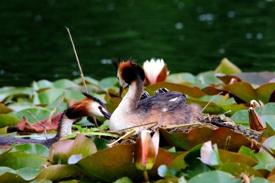 Haubentaucher - Podiceps cristatus NSG See am Goldberg Heusenstamm 2016