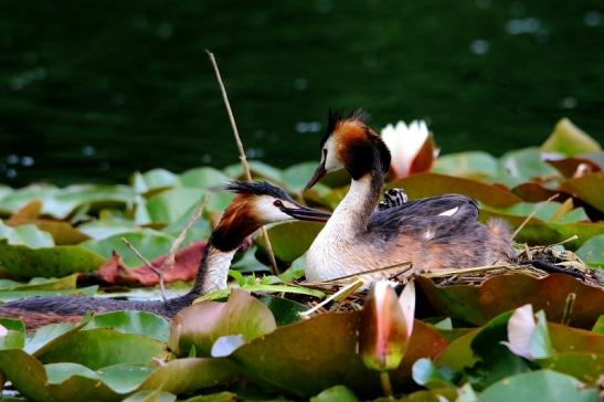 Haubentaucher - Podiceps cristatus NSG See am Goldberg Heusenstamm 2016