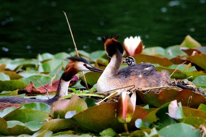 Haubentaucher - Podiceps cristatus NSG See am Goldberg Heusenstamm 2016