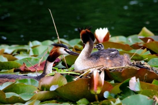 Haubentaucher - Podiceps cristatus NSG See am Goldberg Heusenstamm 2016