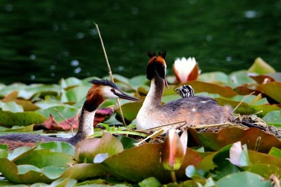 Haubentaucher - Podiceps cristatus NSG See am Goldberg Heusenstamm 2016