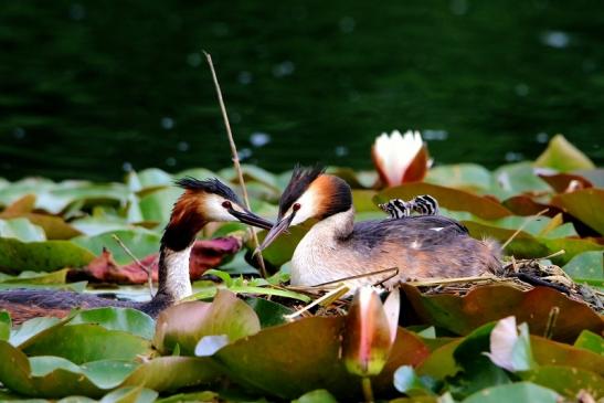 Haubentaucher - Podiceps cristatus NSG See am Goldberg Heusenstamm 2016 