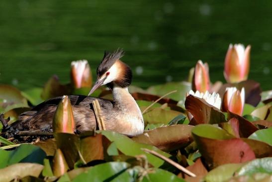 Haubentaucher - Podiceps cristatus NSG See am Goldberg Heusenstamm 2016