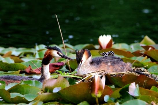 Haubentaucher - Podiceps cristatus NSG See am Goldberg Heusenstamm 2016