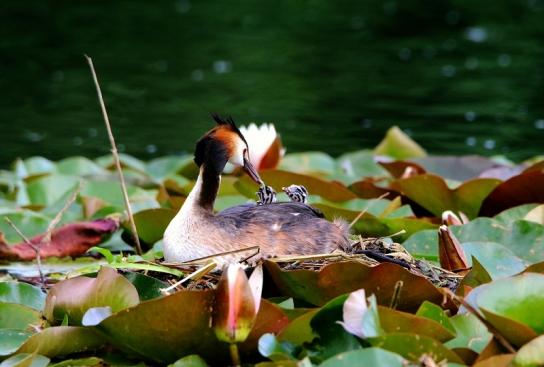 Haubentaucher - Podiceps cristatus NSG See am Goldberg Heusenstamm 2016