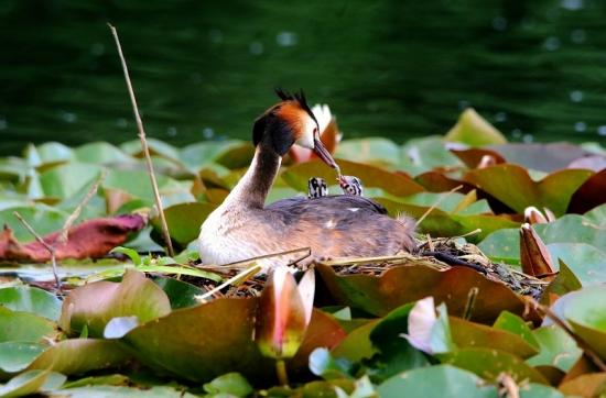 Haubentaucher - Podiceps cristatus NSG See am Goldberg Heusenstamm 2016