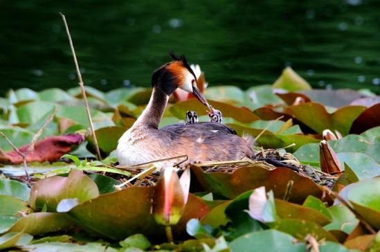 Haubentaucher - Podiceps cristatus NSG See am Goldberg Heusenstamm 2016