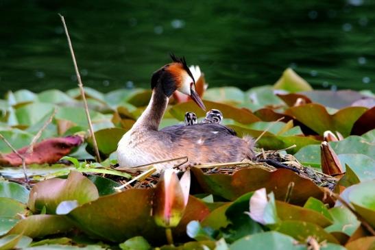 Haubentaucher - Podiceps cristatus NSG See am Goldberg Heusenstamm 2016