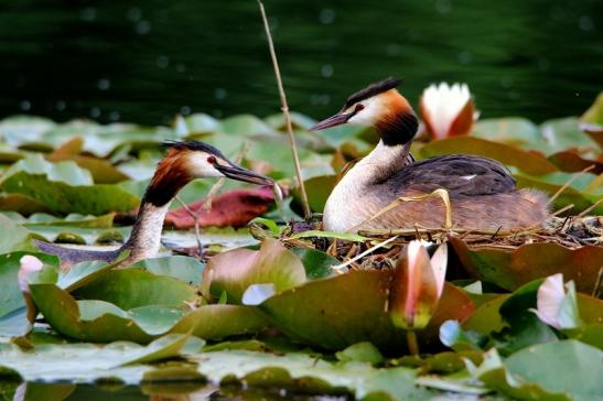 Haubentaucher - Podiceps cristatus NSG See am Goldberg Heusenstamm 2016