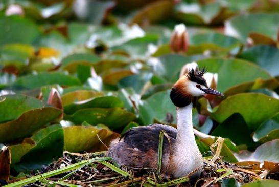 Haubentaucher - Podiceps cristatus NSG See am Goldberg Heusenstamm 2016