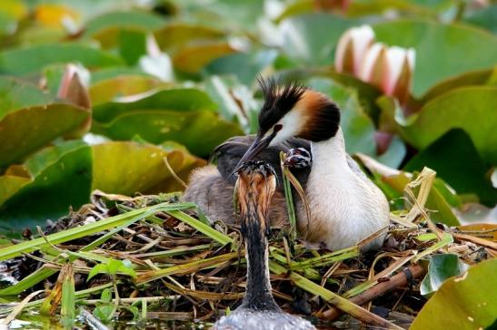 Haubentaucher - Podiceps cristatus NSG See am Goldberg Heusenstamm 2016