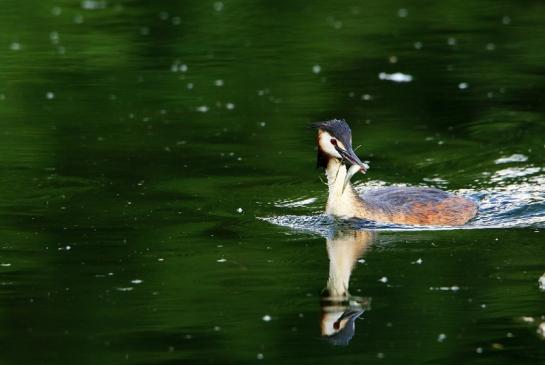 Haubentaucher - Podiceps cristatus NSG See am Goldberg Heusenstamm 2016