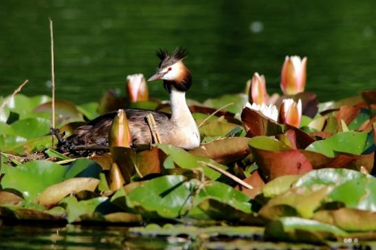 Haubentaucher - Podiceps cristatus NSG See am Goldberg Heusenstamm 2016