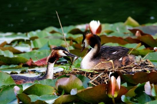 Haubentaucher - Podiceps cristatus NSG See am Goldberg Heusenstamm 2016