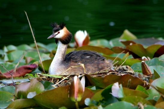 Haubentaucher - Podiceps cristatus NSG See am Goldberg Heusenstamm 2016